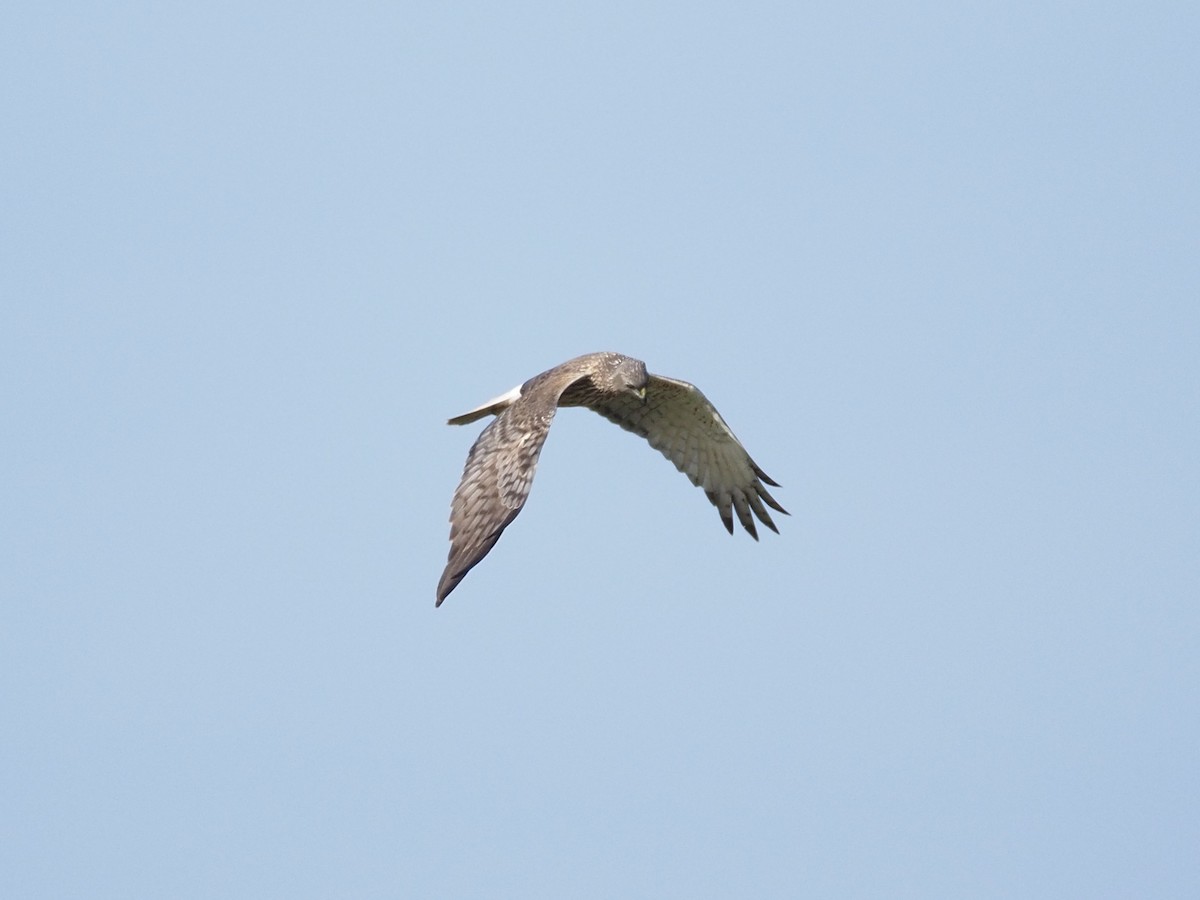 Swamp Harrier - ML646959437