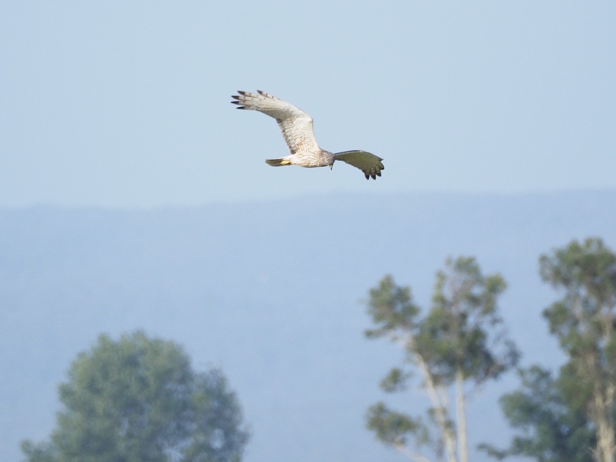 Swamp Harrier - ML646959438