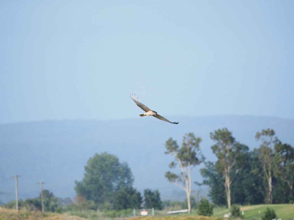 Swamp Harrier - ML646959439