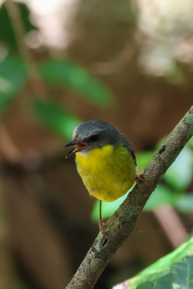 Королець жовтий - ML646959451