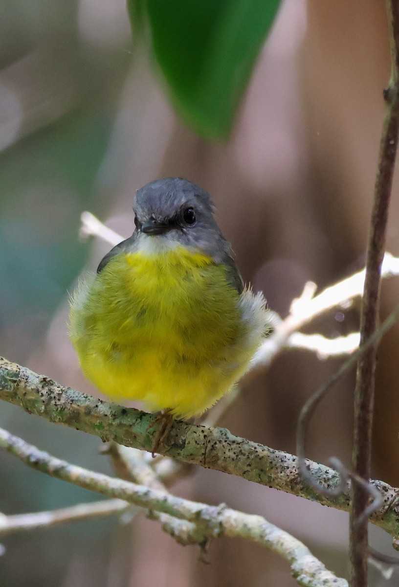 Королець жовтий - ML646959452