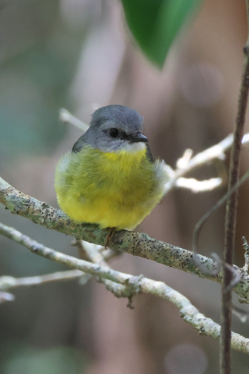 Королець жовтий - ML646959453