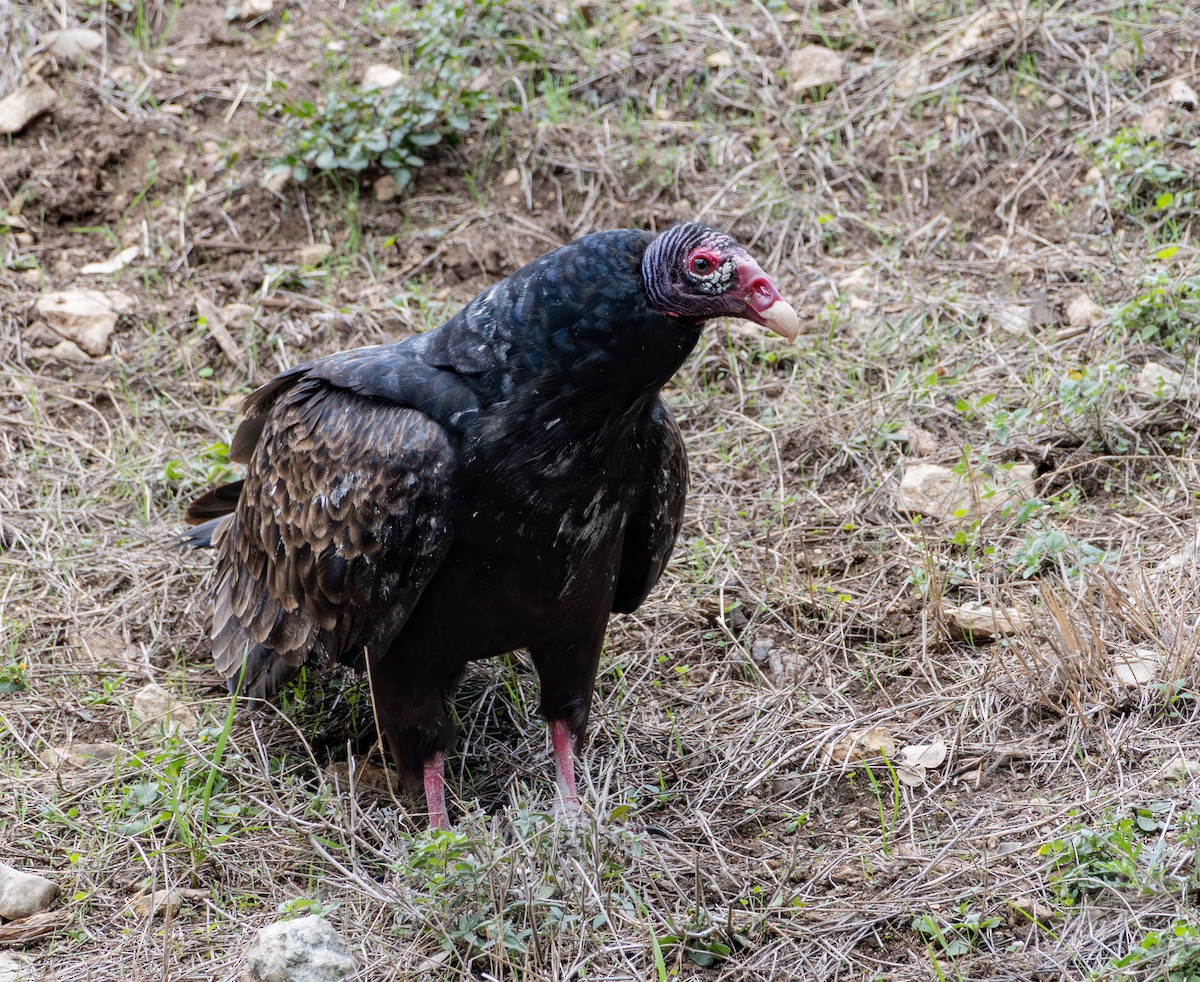 Turkey Vulture - ML646959463