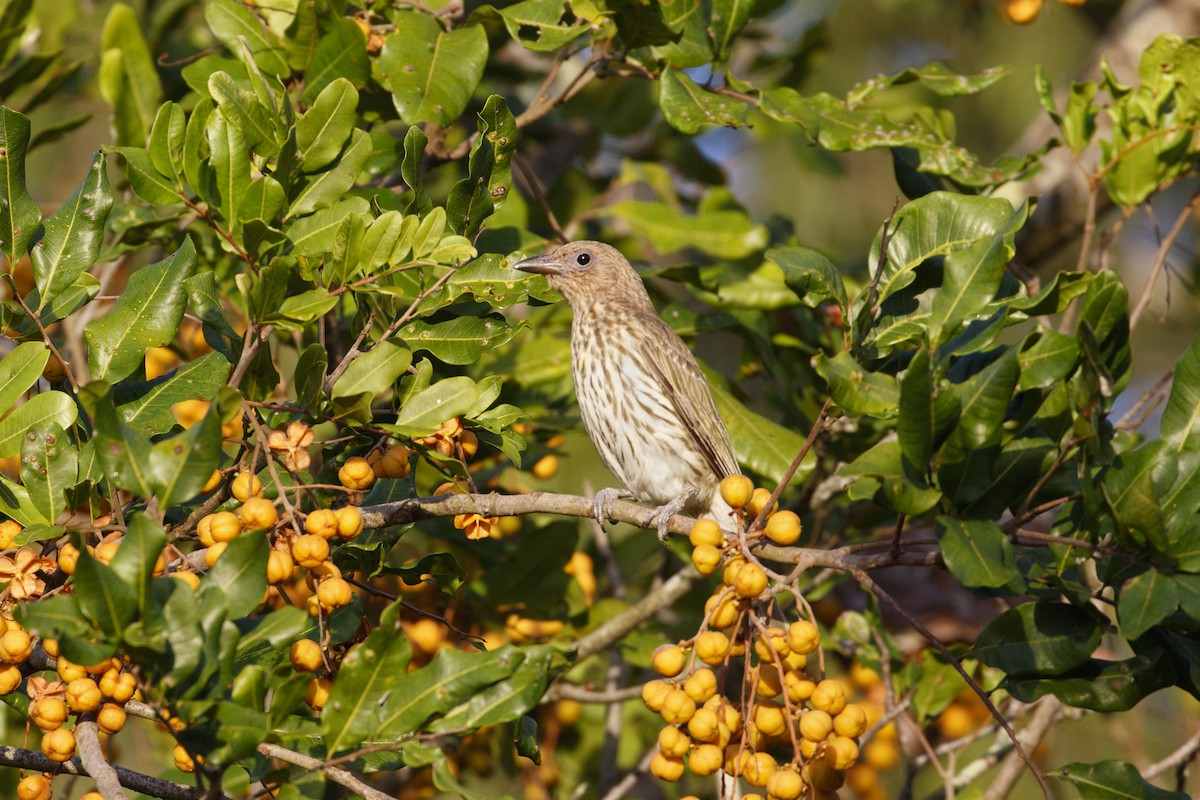 メガネコウライウグイス - ML646959465