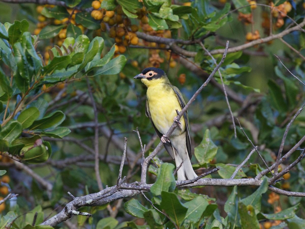 メガネコウライウグイス - ML646959466