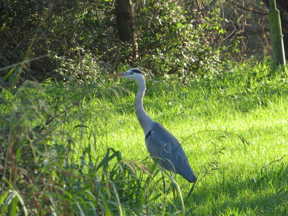 Airone cenerino - ML646959467