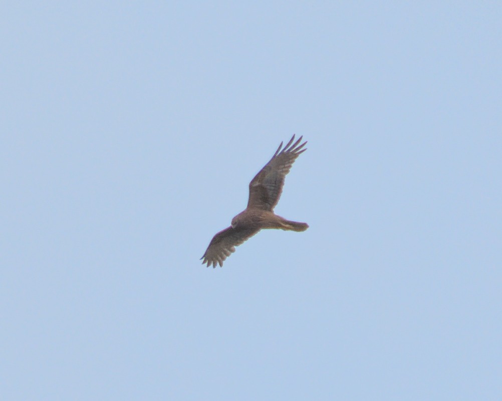 Swamp Harrier - ML646959468