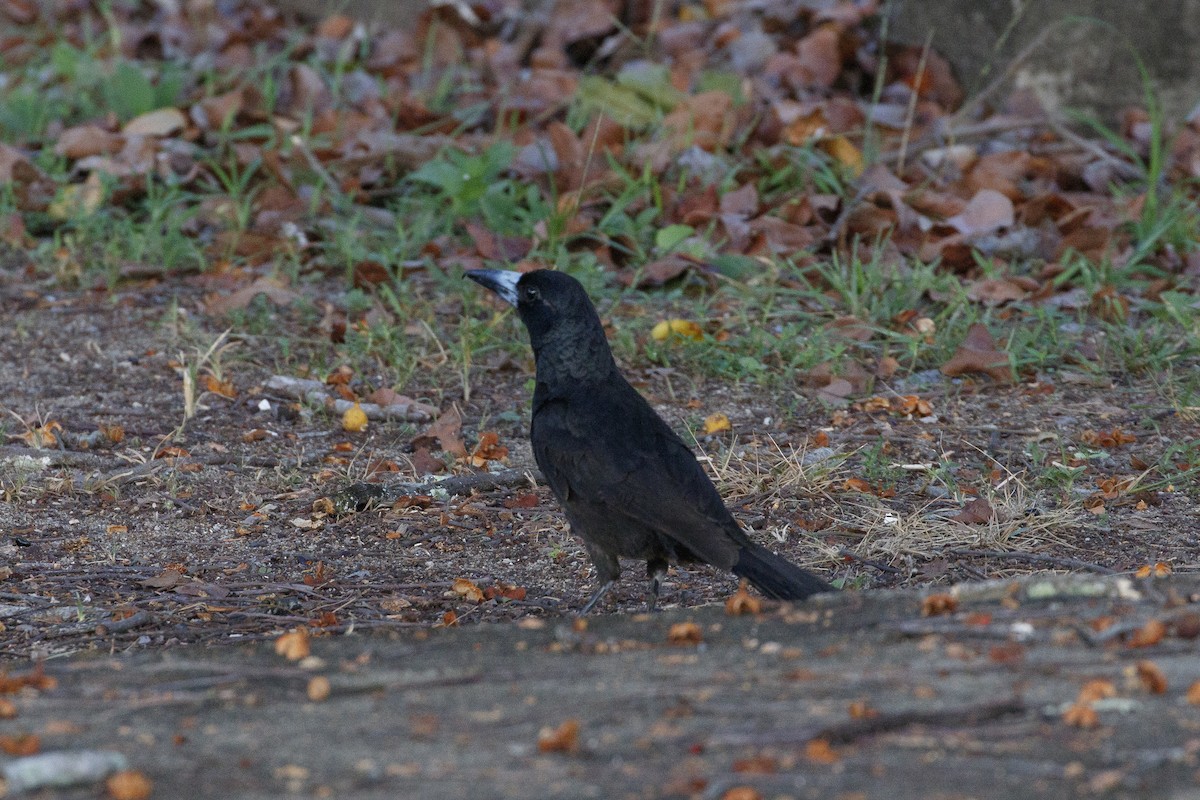 クロモズガラス - ML646959469