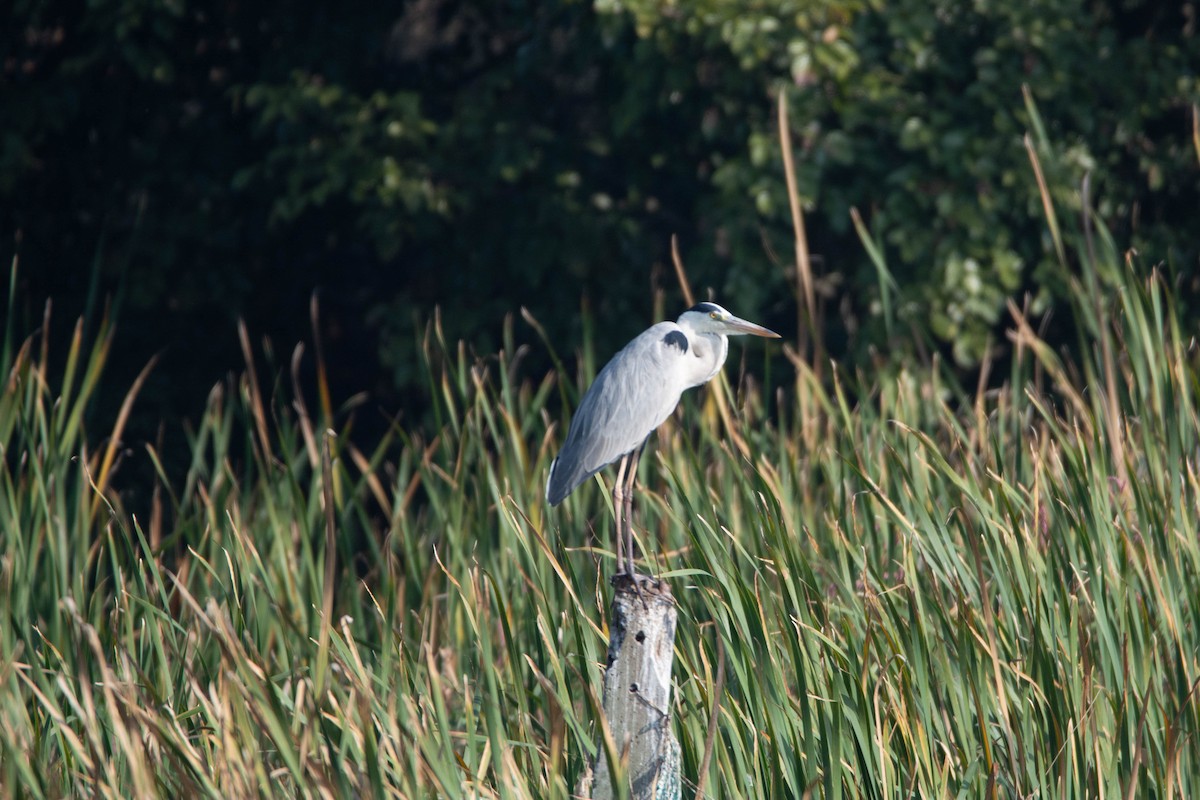 Airone cenerino - ML646959470