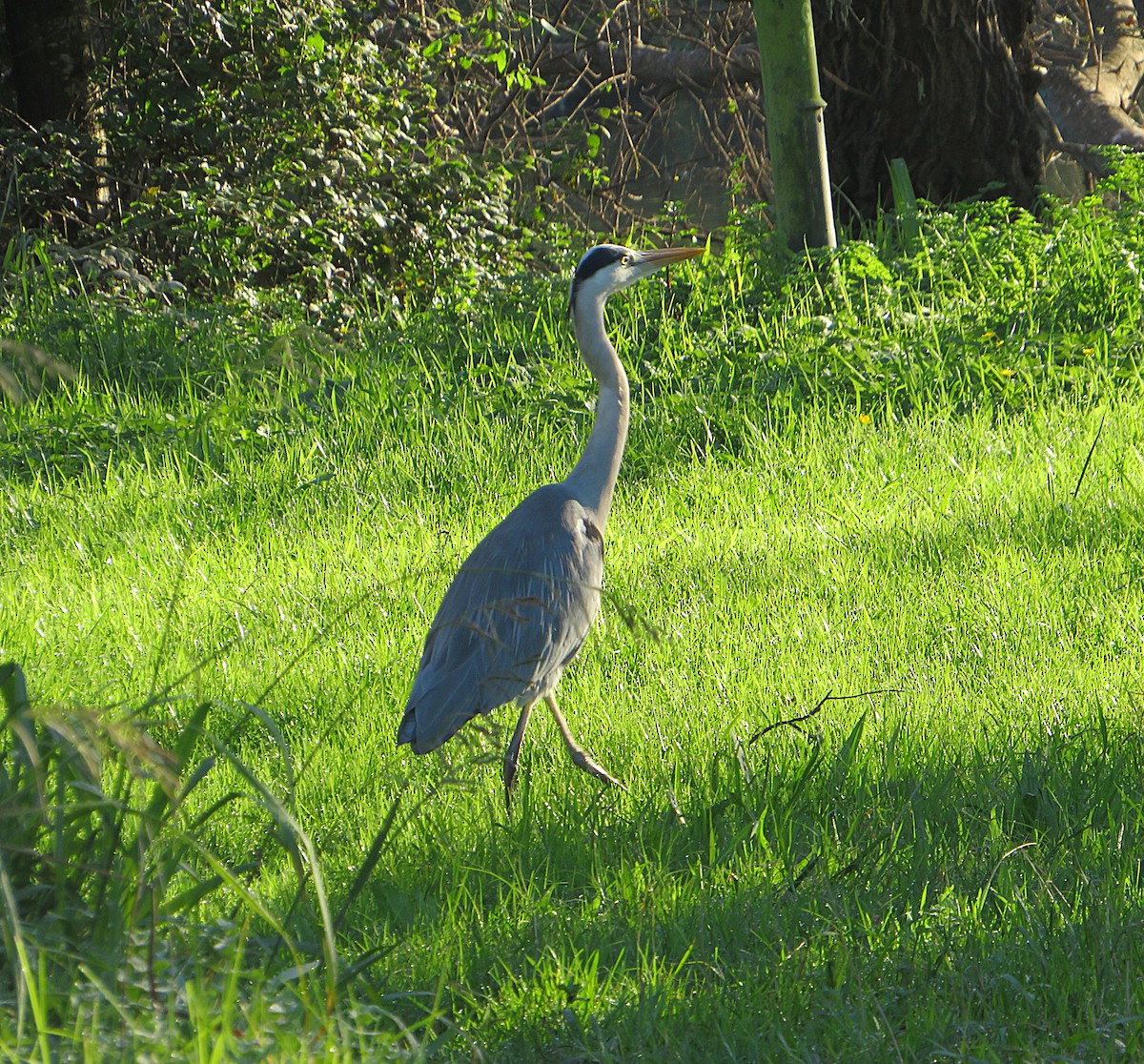 Airone cenerino - ML646959471