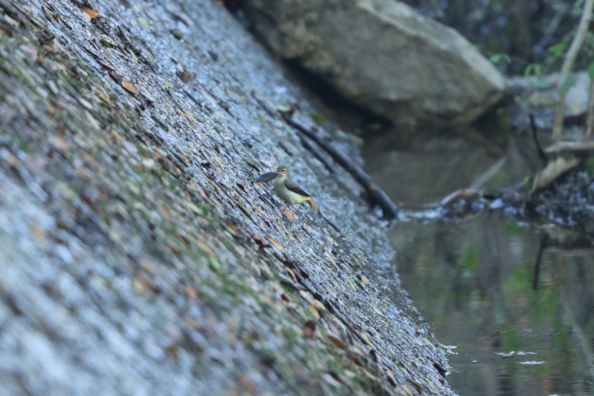 キセキレイ - ML646959472