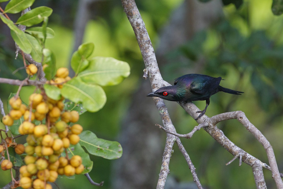 オナガテリカラスモドキ（metallica グループ） - ML646959473