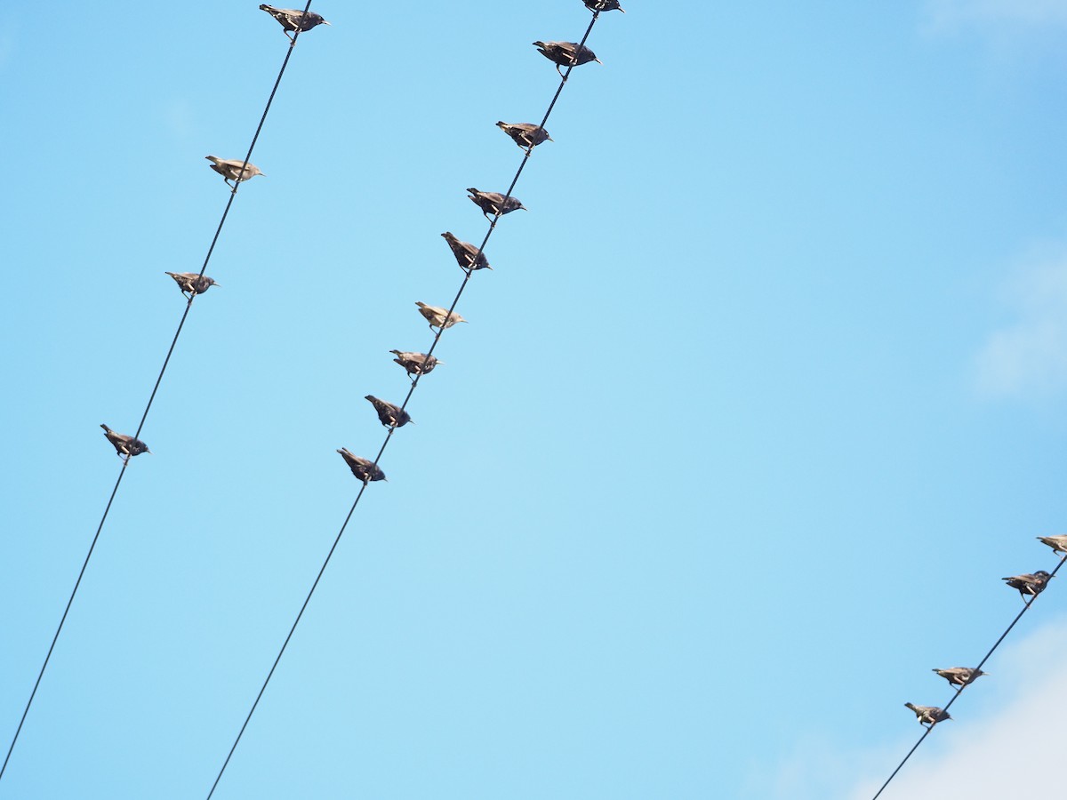 ホシムクドリ - ML646959477