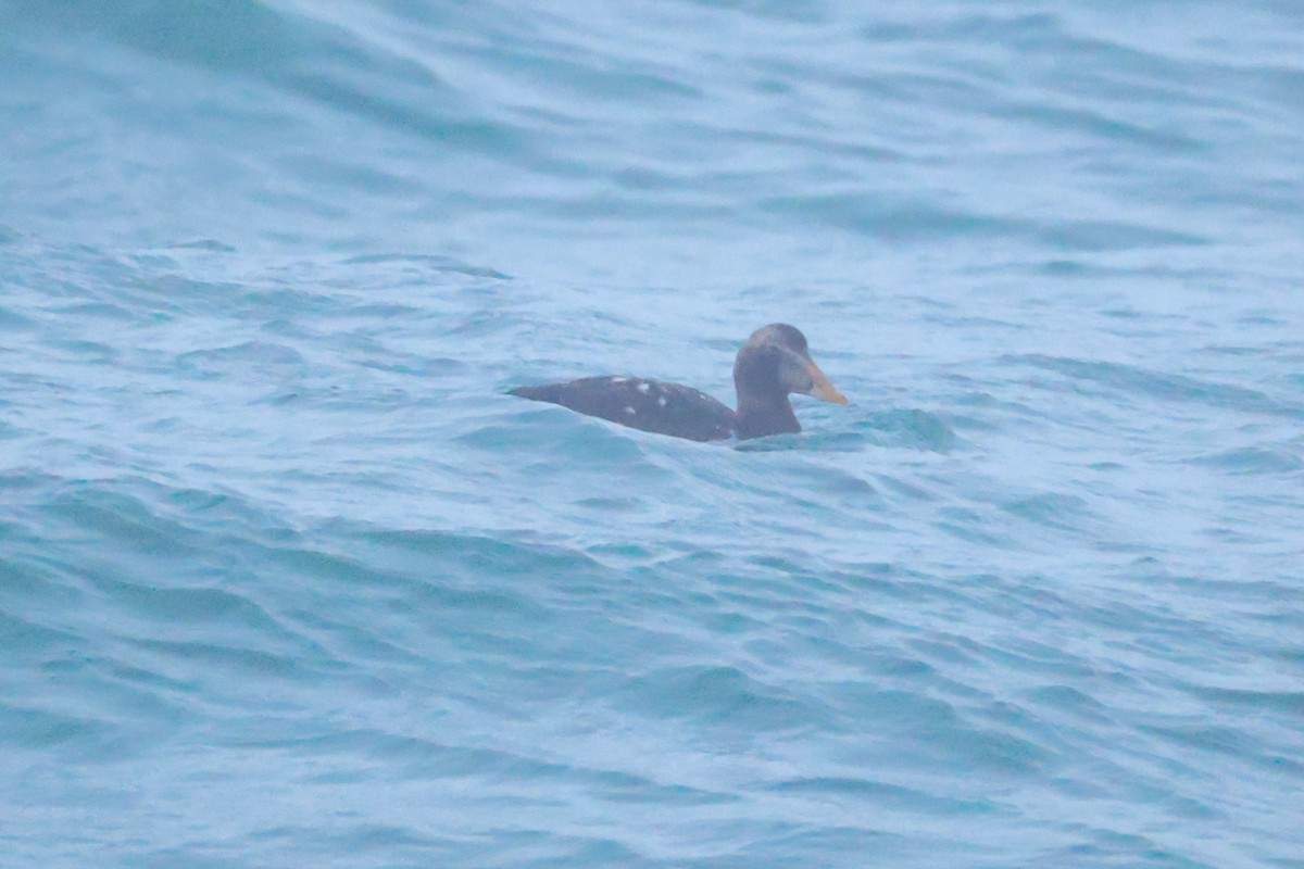 ホンケワタガモ - ML646959479