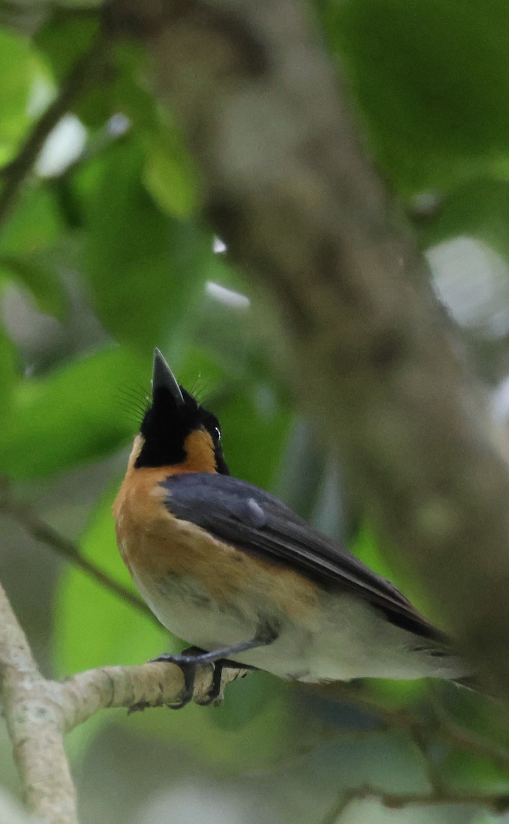 オーストラリアメンガタカササギビタキ - ML646959480