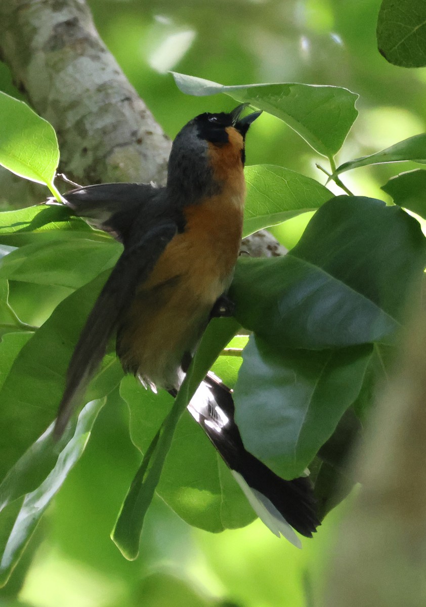 オーストラリアメンガタカササギビタキ - ML646959481