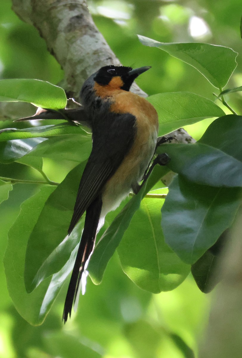 オーストラリアメンガタカササギビタキ - ML646959482