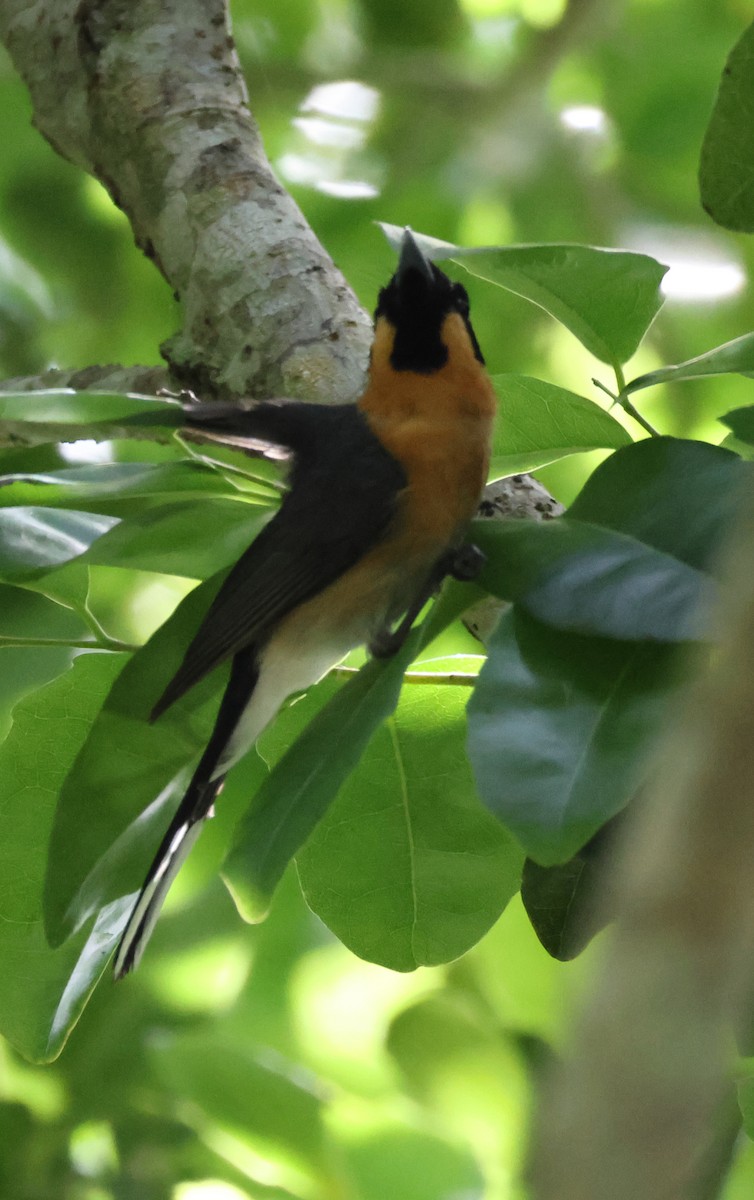 オーストラリアメンガタカササギビタキ - ML646959483