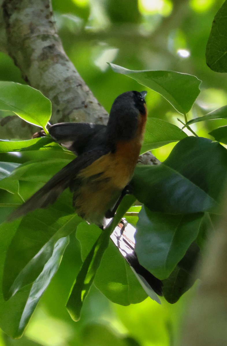 オーストラリアメンガタカササギビタキ - ML646959484