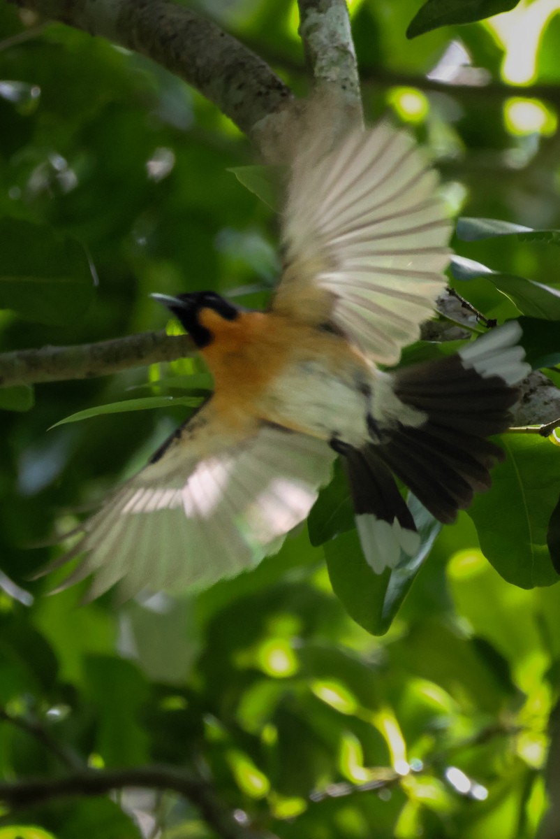 オーストラリアメンガタカササギビタキ - ML646959485