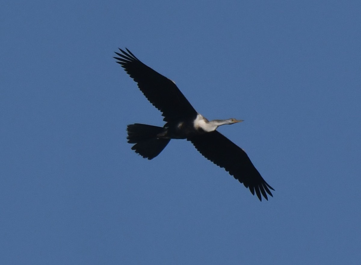 アジアヘビウ - ML646959486