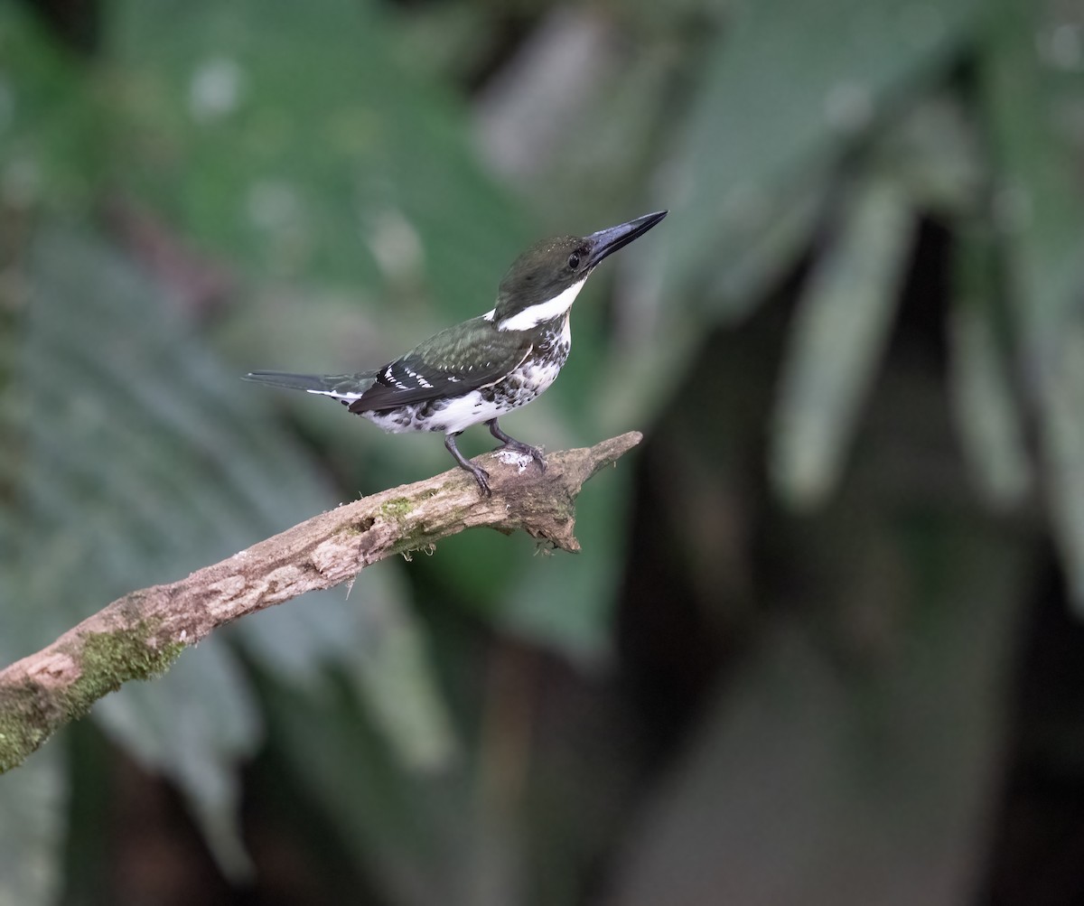 ミドリヤマセミ - ML646959487