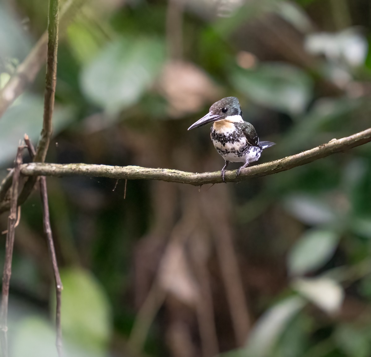 ミドリヤマセミ - ML646959488