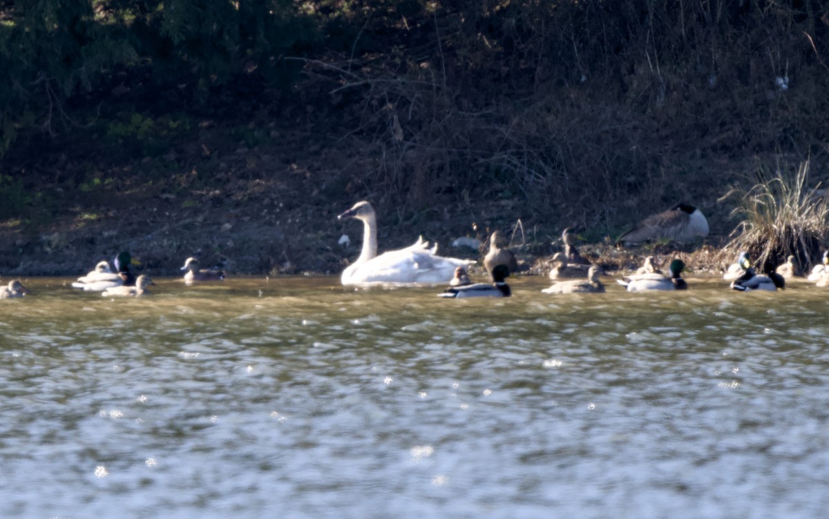 ナキハクチョウ - ML646959489