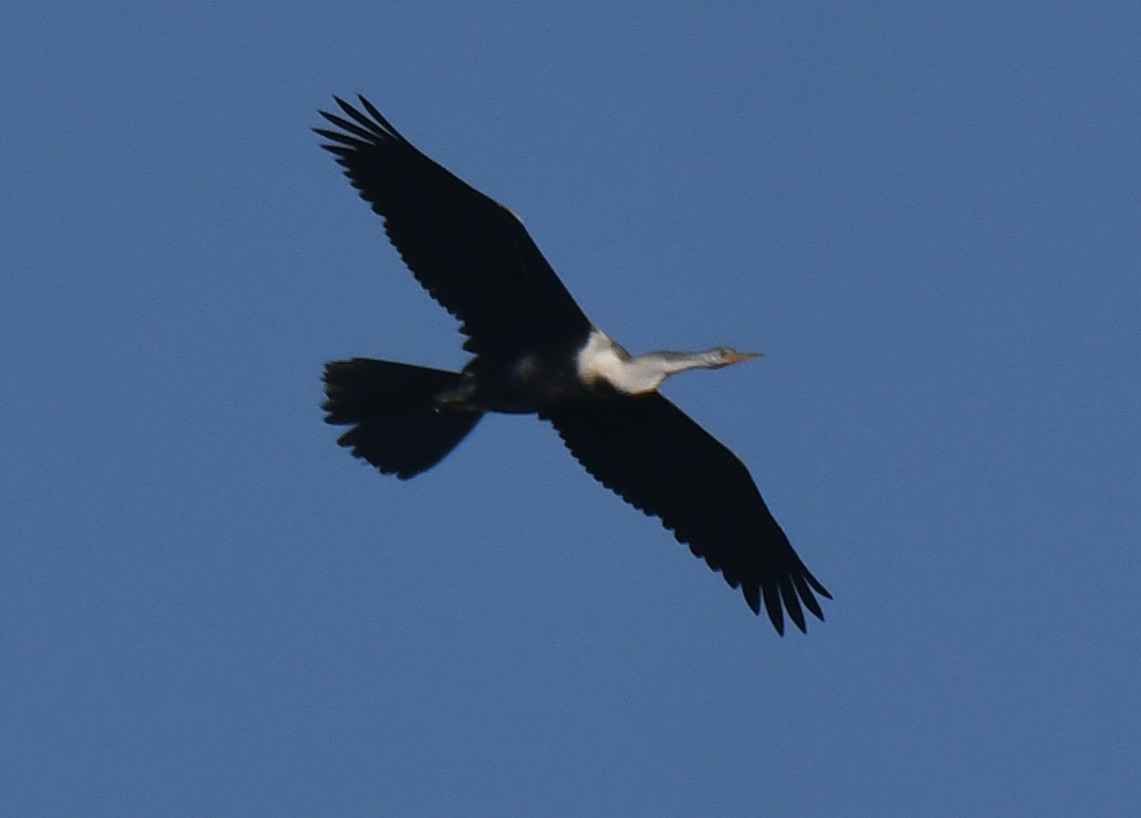 アジアヘビウ - ML646959491