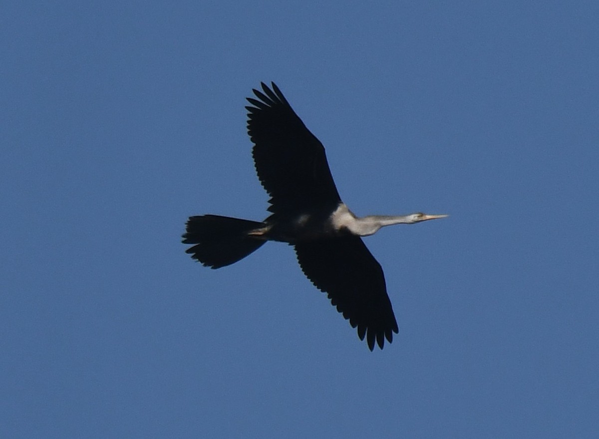 アジアヘビウ - ML646959492