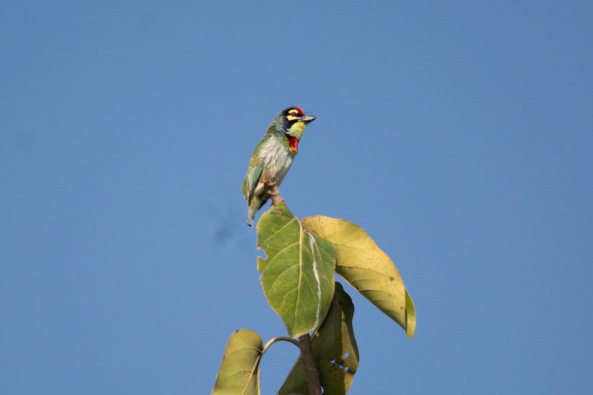 ムネアカゴシキドリ - ML646959493