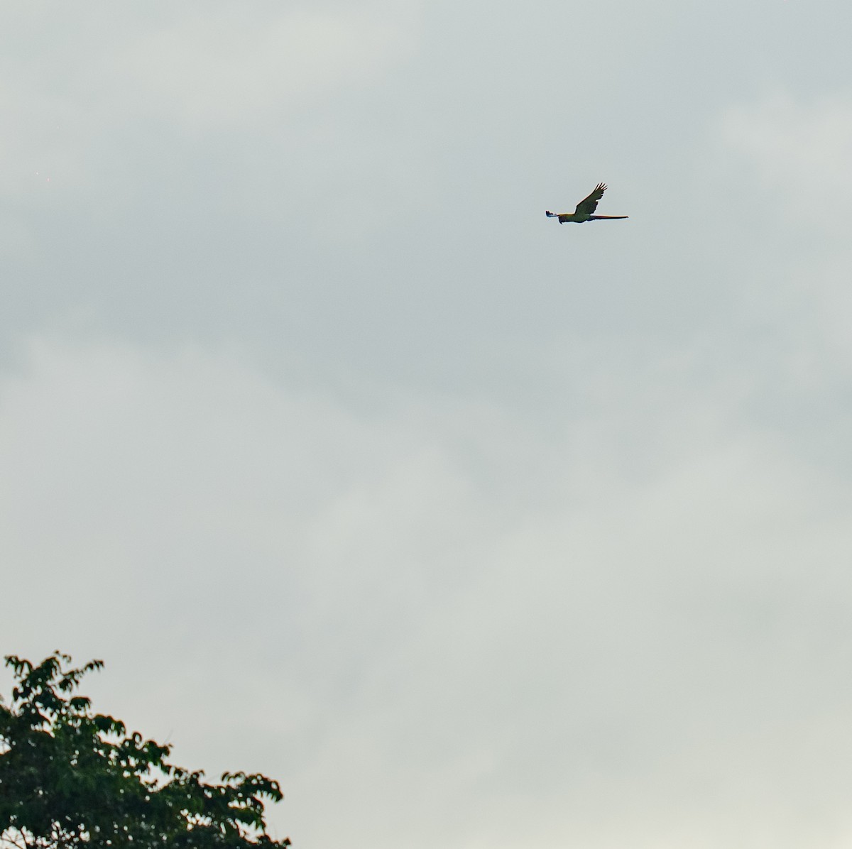 ヒワコンゴウインコ - ML646959495