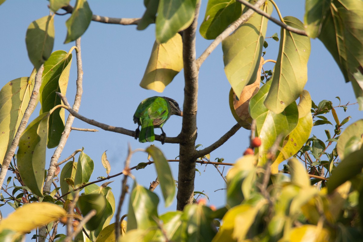 チャガシラゴシキドリ - ML646959496