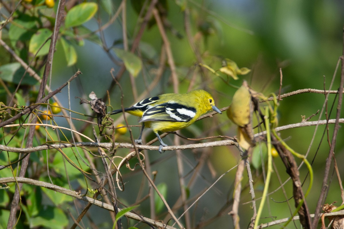 Common Iora - ML646959497