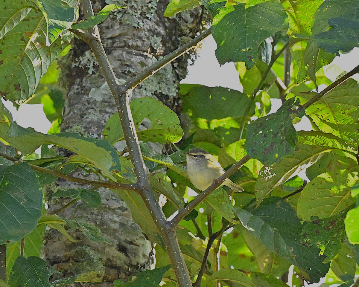 チャバネムシクイ - ML646959498