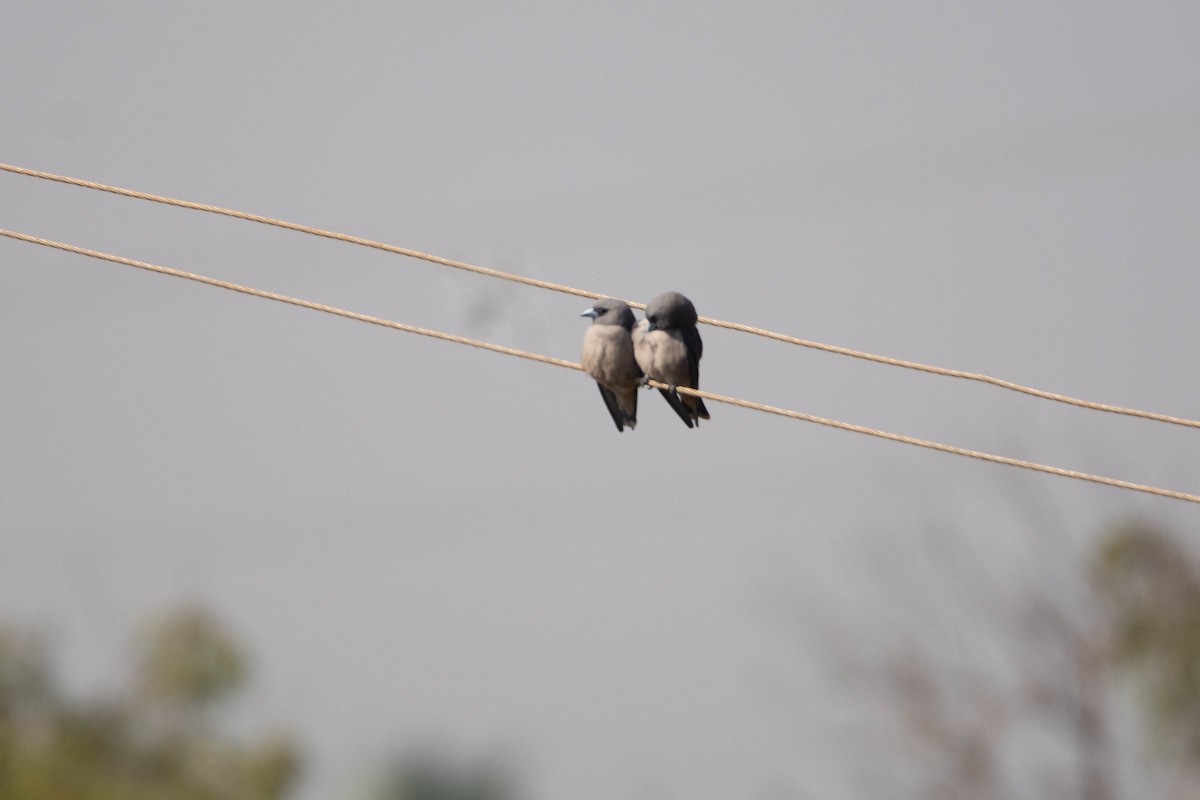 ハイイロモリツバメ - ML646959500