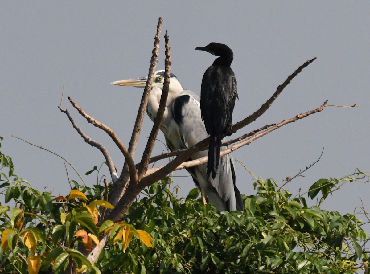 Airone cenerino - ML646959502