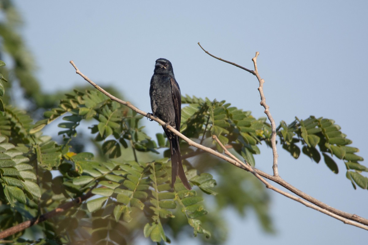 オウチュウ - ML646959503