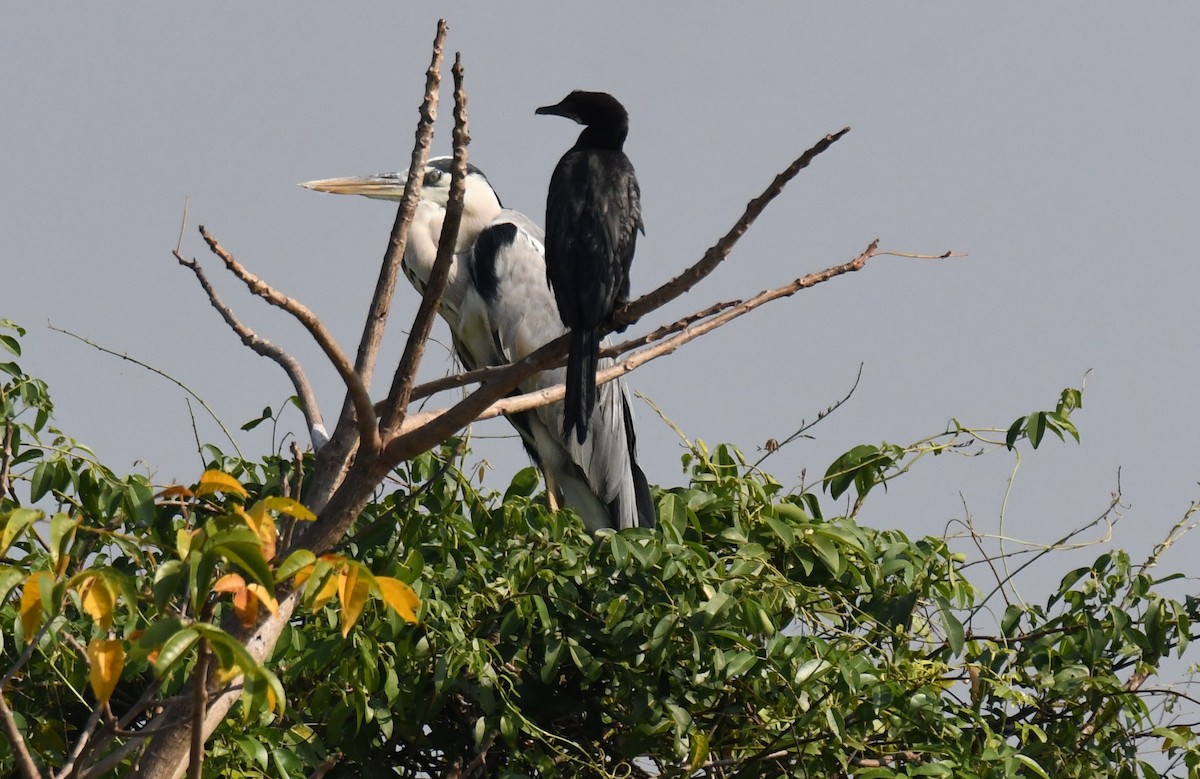 Airone cenerino - ML646959504
