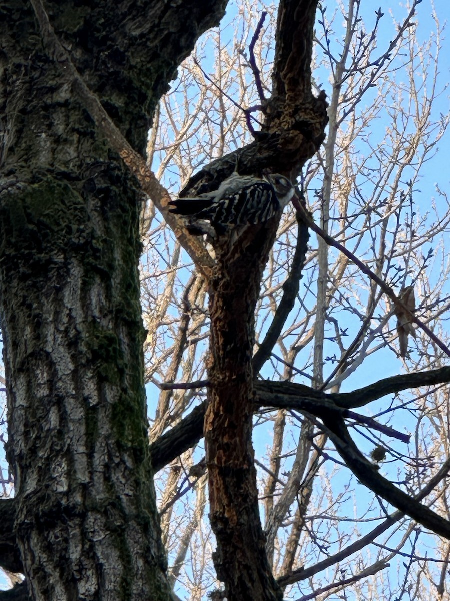 knøttspett - ML646959506