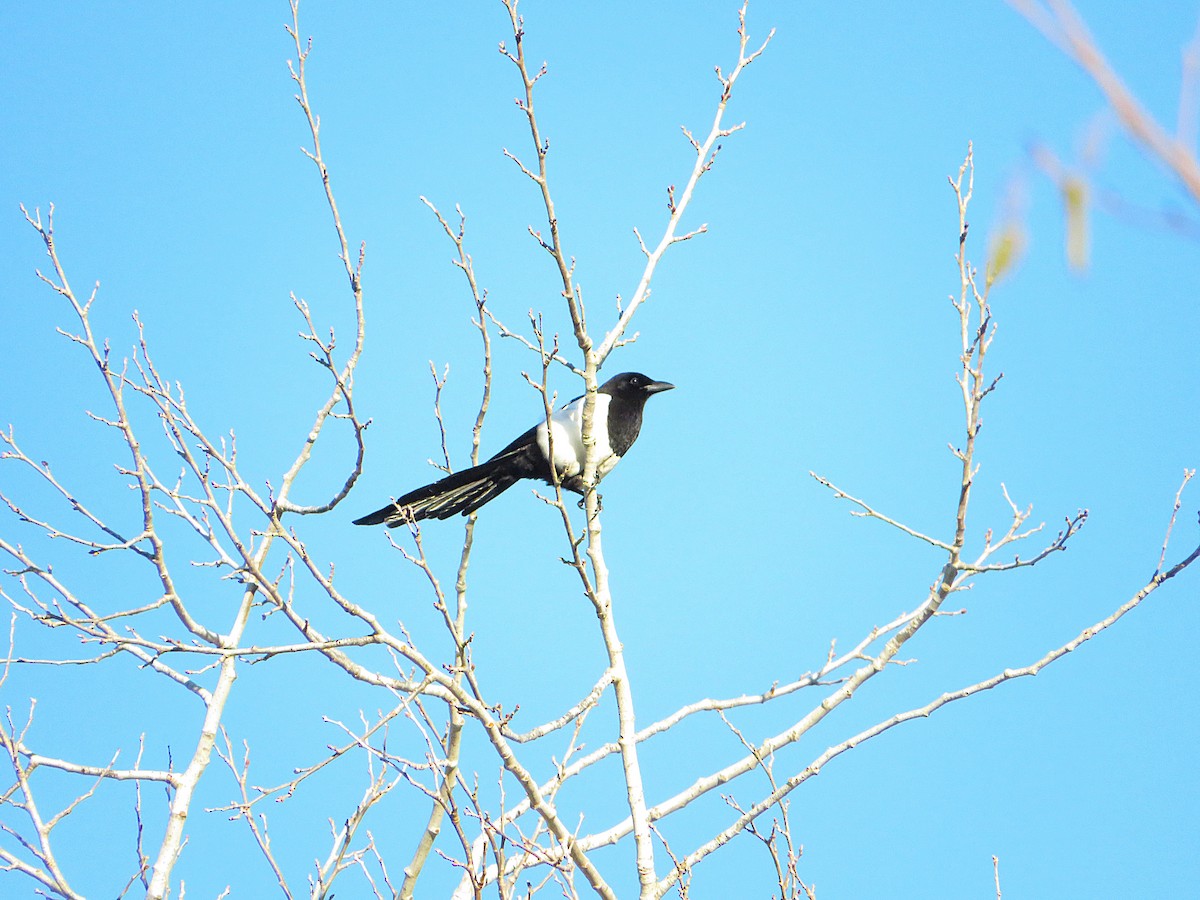 straka obecná - ML646959508