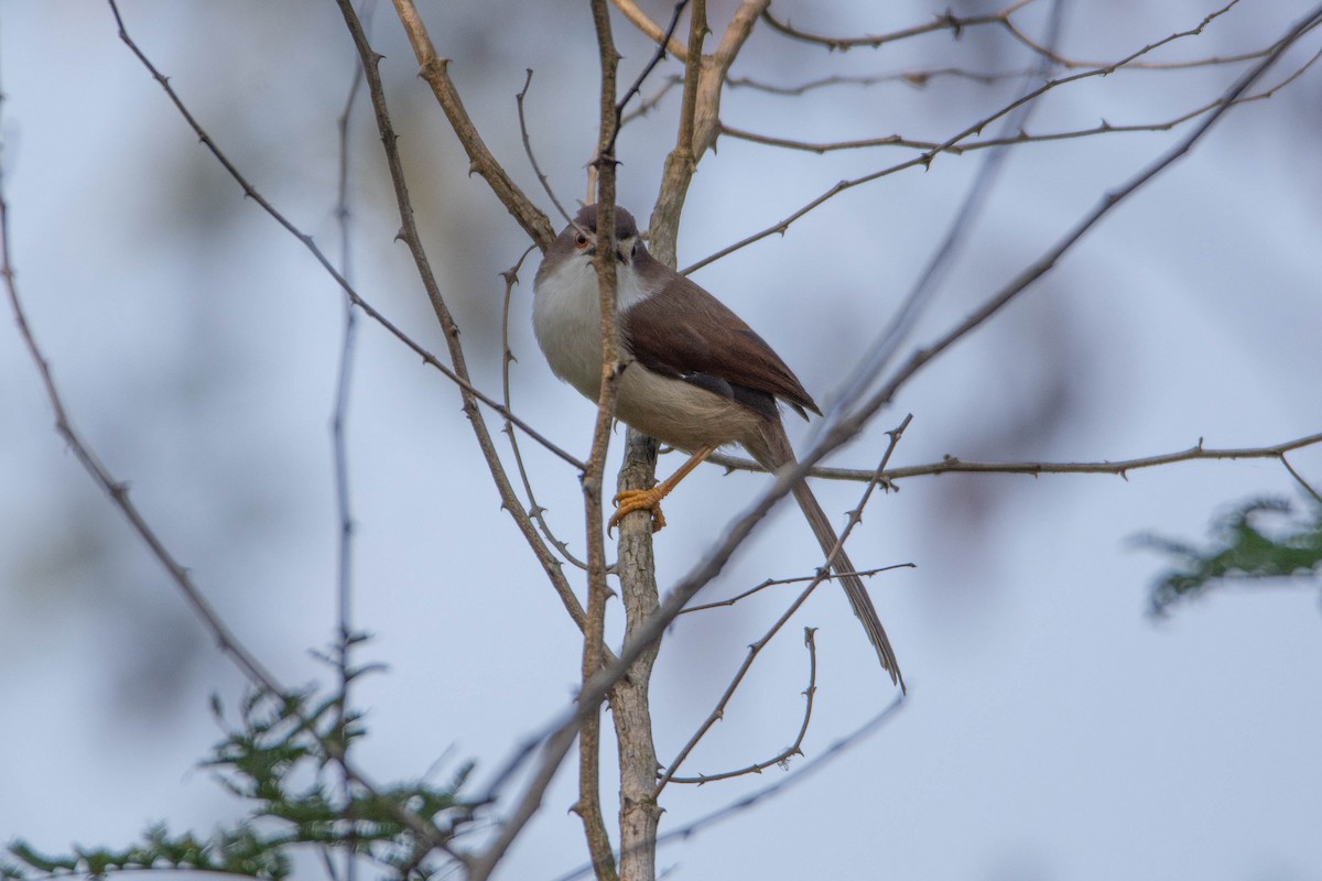 Yellow-eyed Babbler - ML646959509