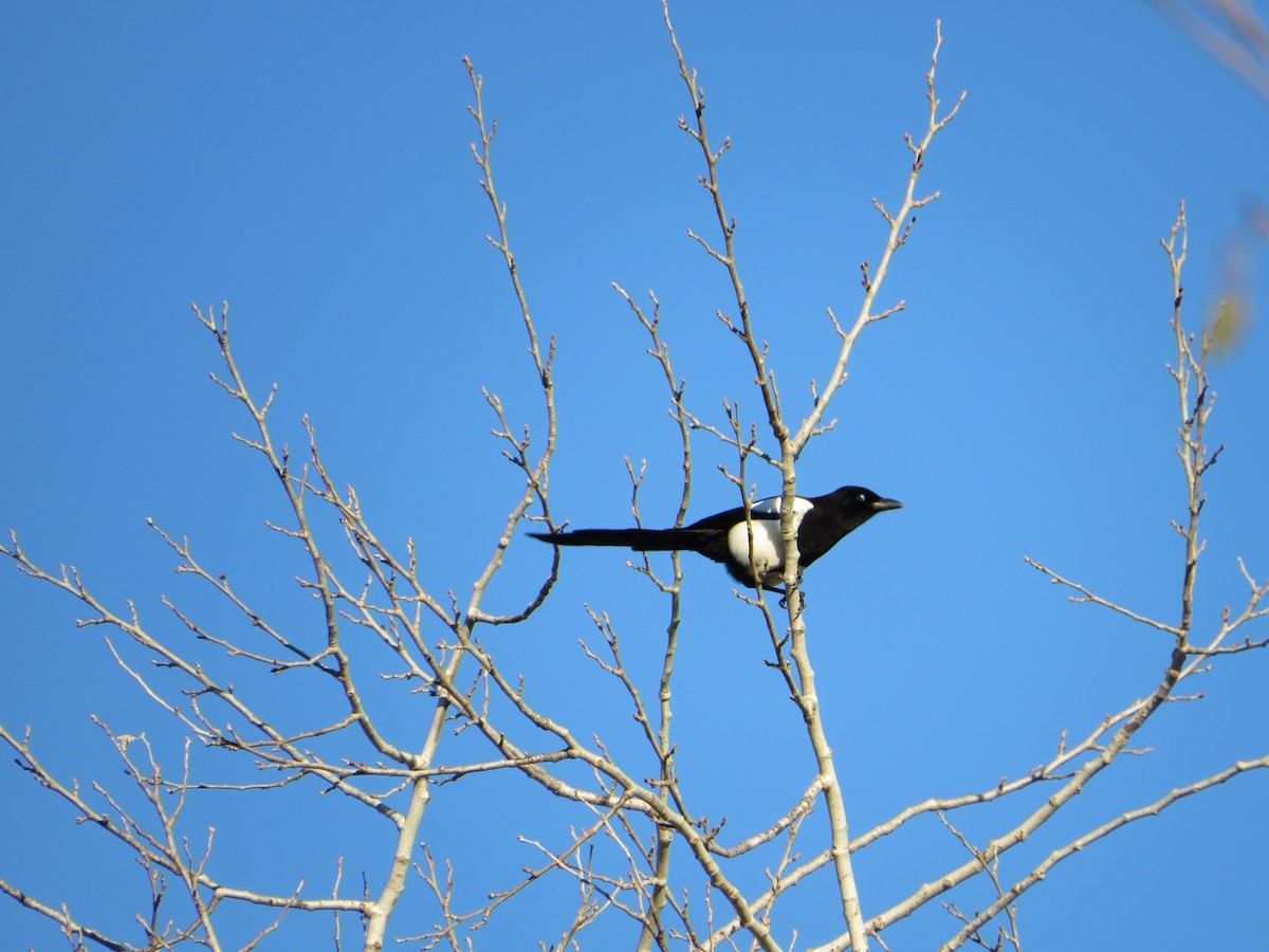 straka obecná - ML646959512