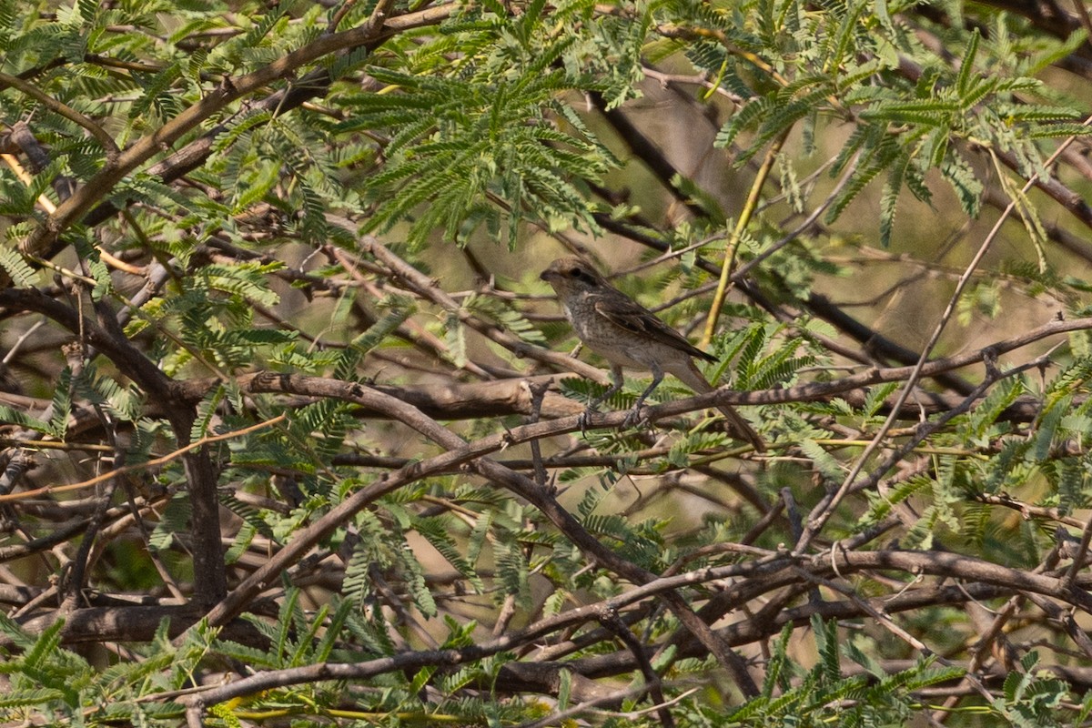 tornskate - ML646959513