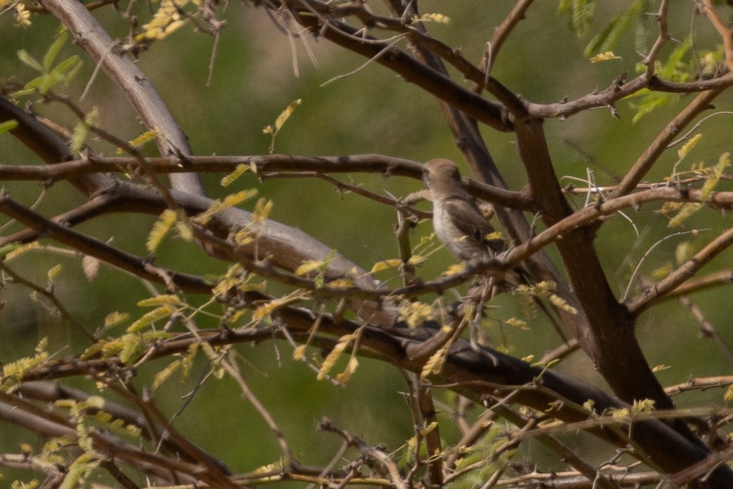 Red-tailed Shrike - ML646959514