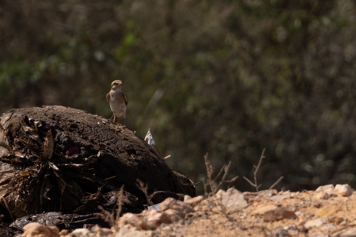 Red-tailed Shrike - ML646959515