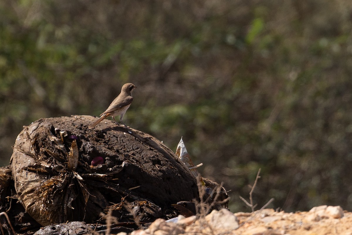 Red-tailed Shrike - ML646959516