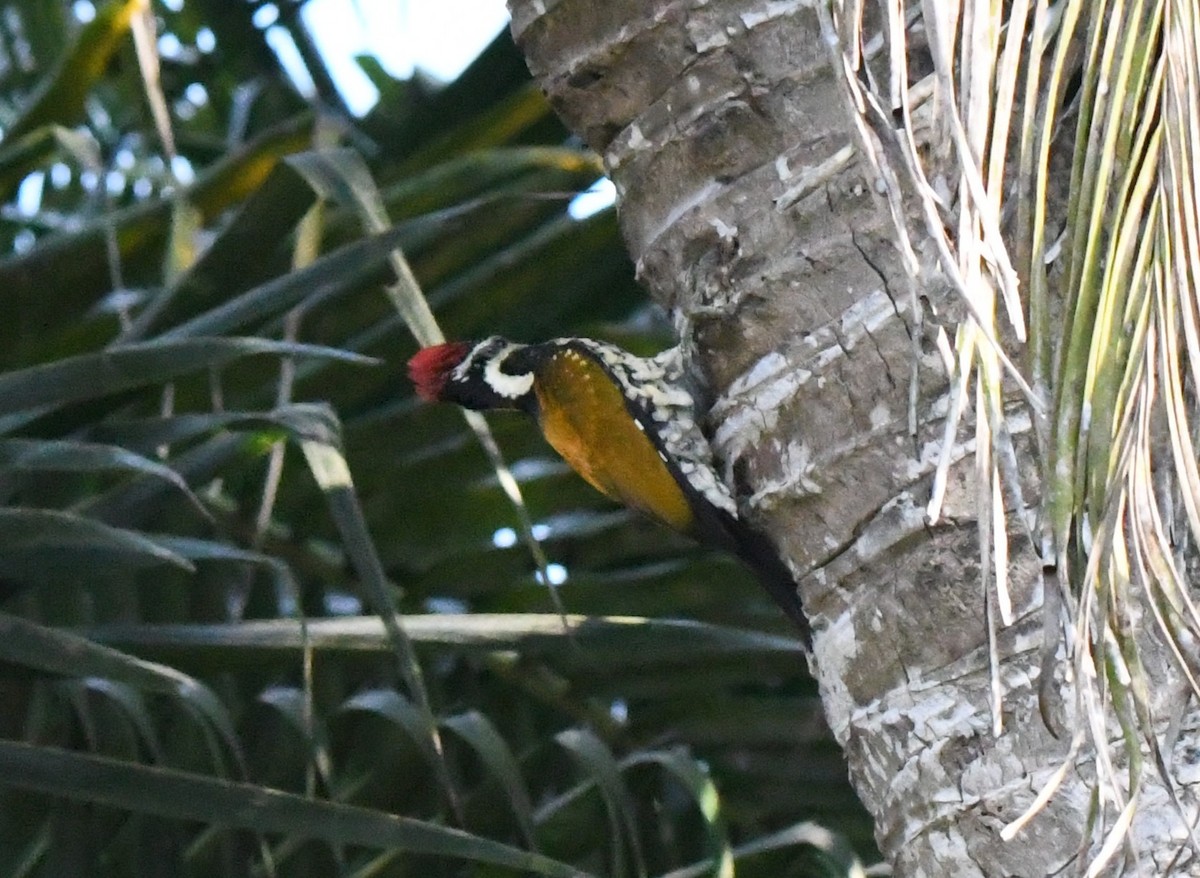 Black-rumped Flameback - ML646959517