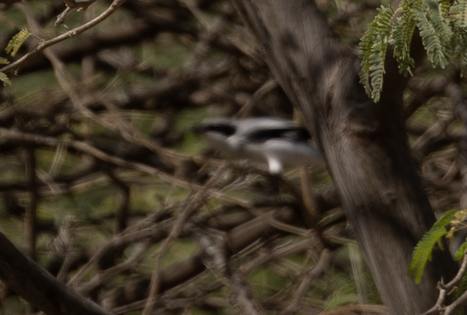 varsler (aucheri/buryi) - ML646959518