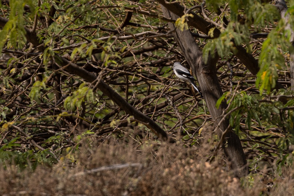 varsler (aucheri/buryi) - ML646959519